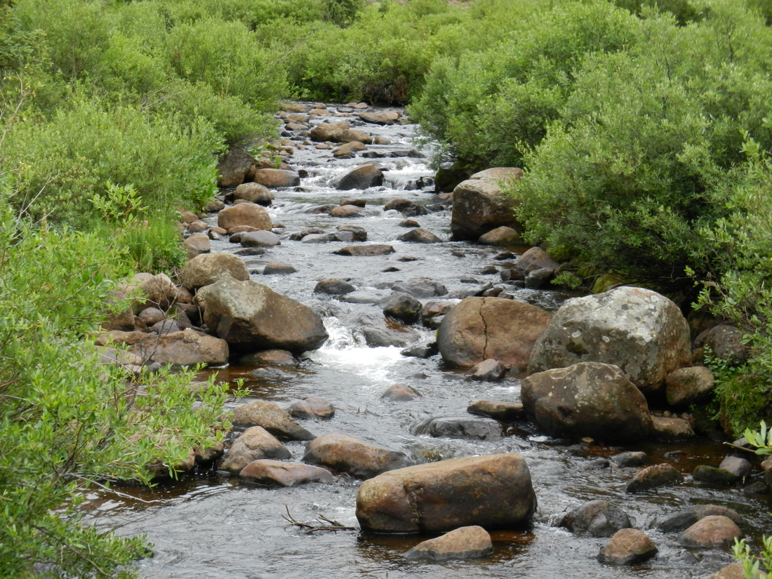 Squaw Creek and willows