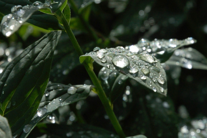 Water Droplets on a Leaf