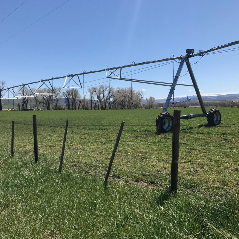 Irrigation sprinkler and meadow